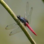The Chinese Dragonfly Practice 722921 Image 0